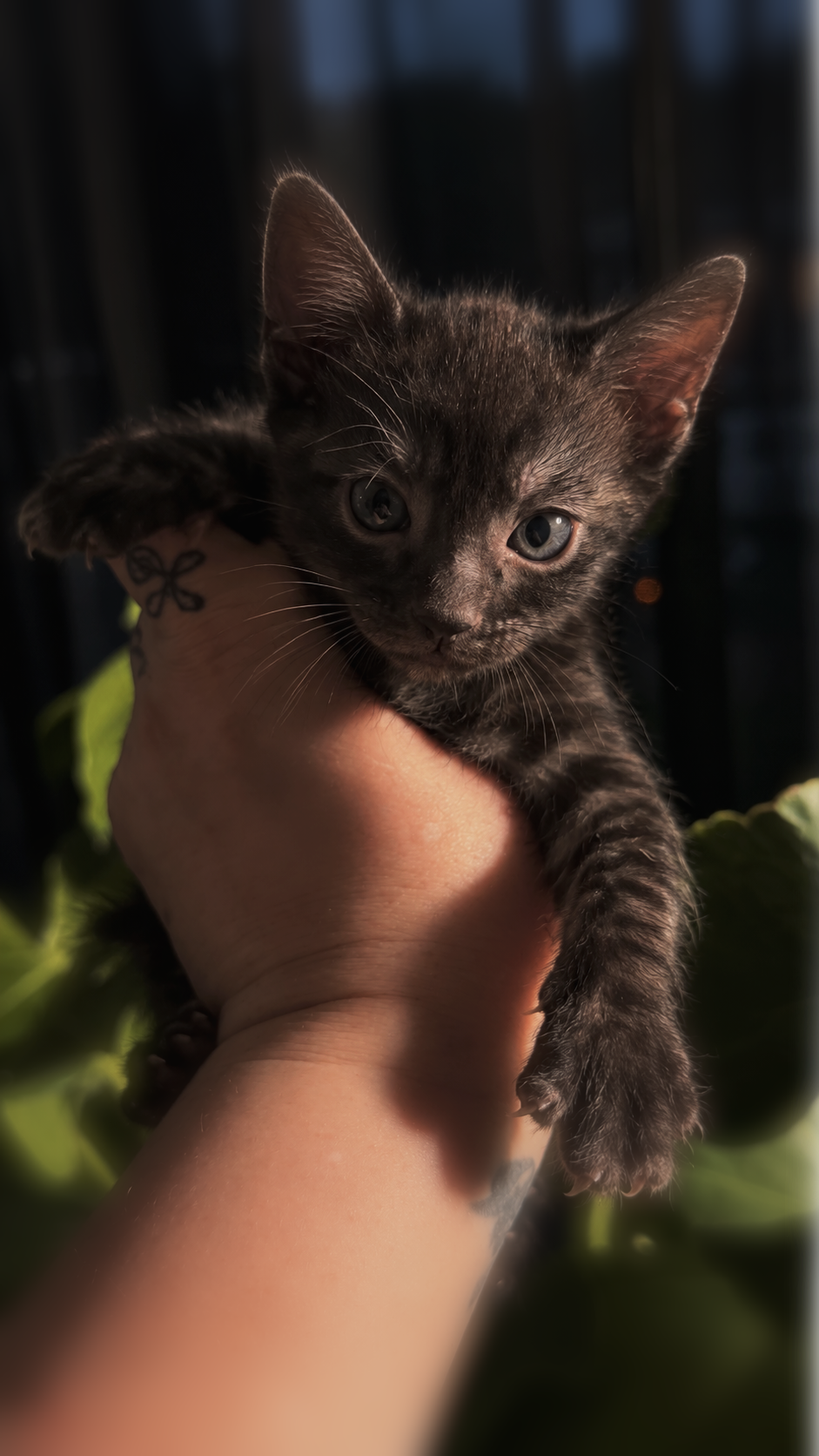 Obsidian — Melanistic Spotted Bengal kitten