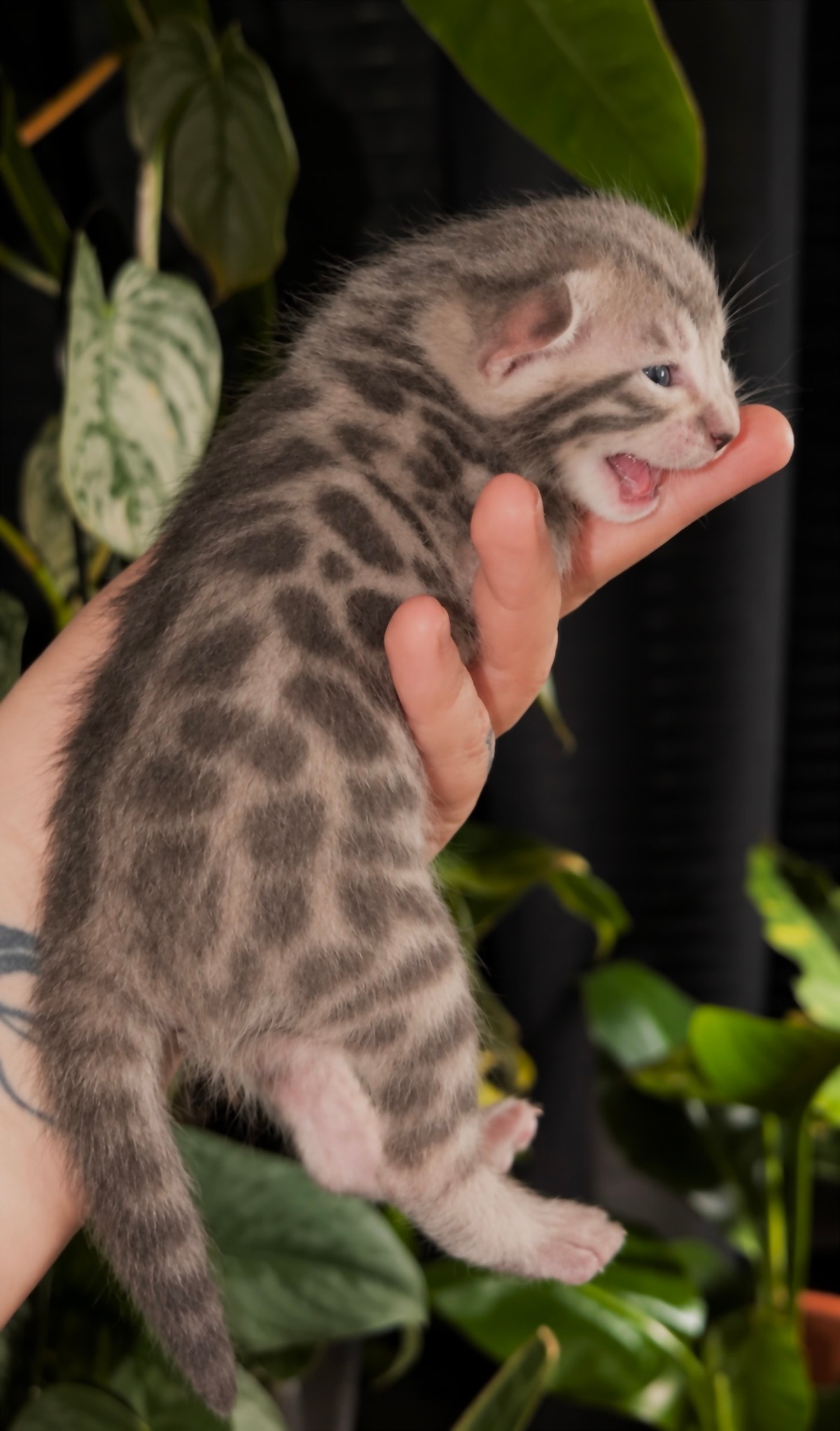 Vega — Blue Spotted Bengal kitten