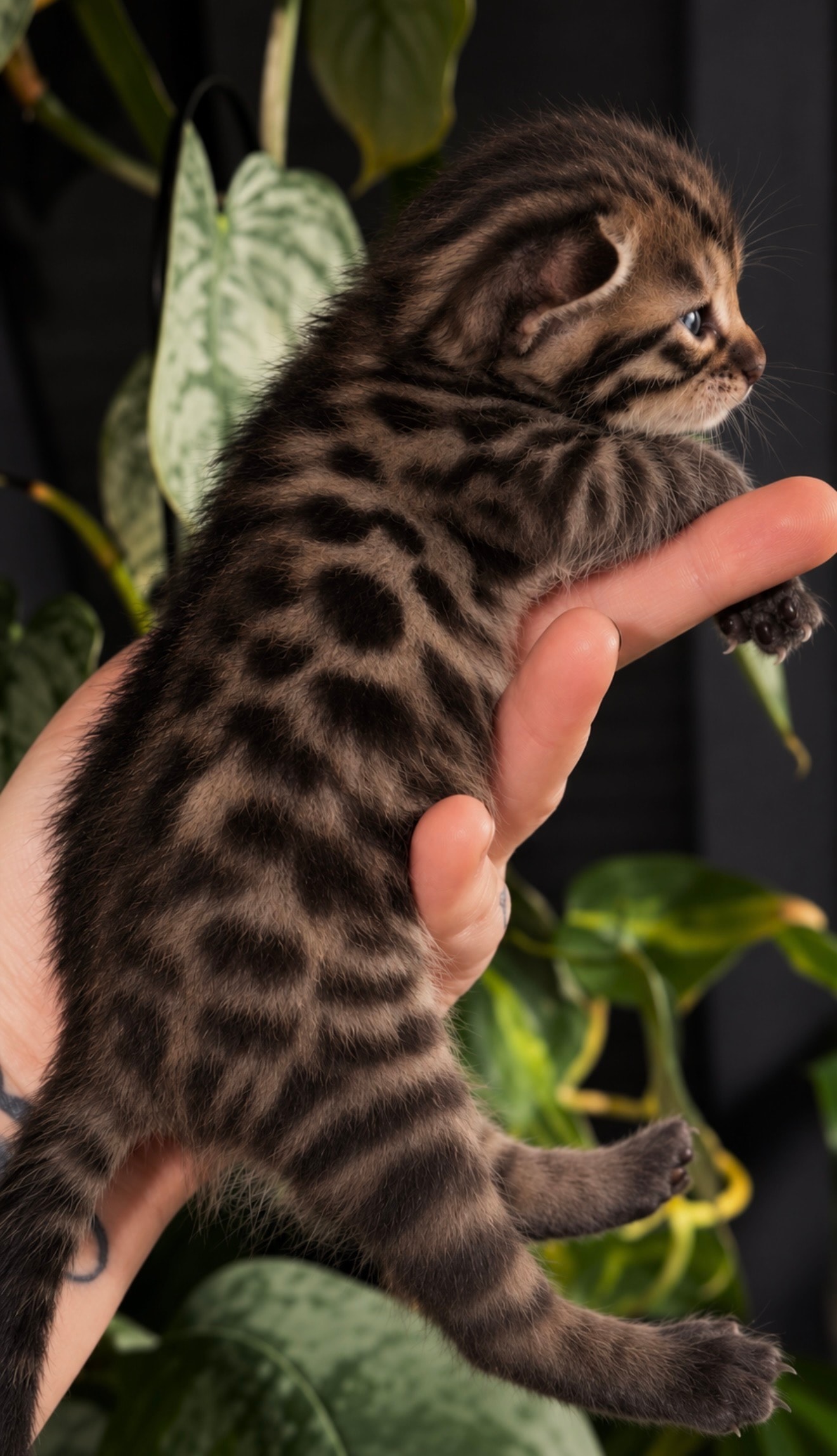 Ananke Brown — Brown Spotted Bengal kitten