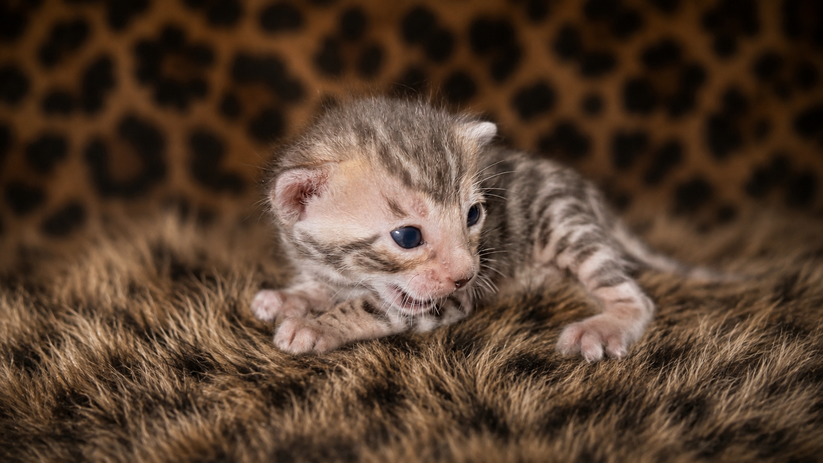 Karmik Katz Bengal cat