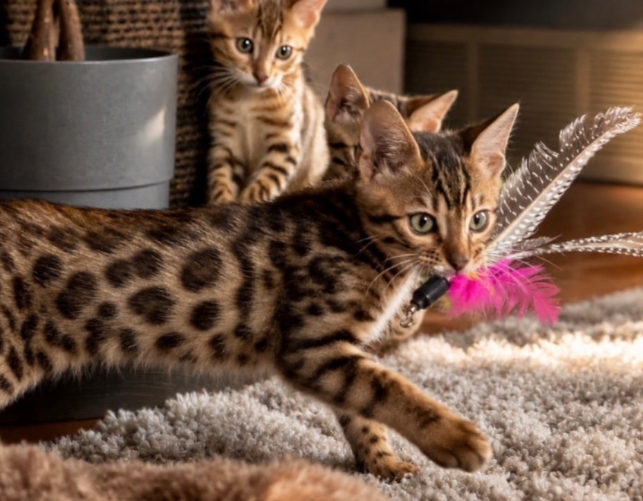Karmik Katz Bengal kitten