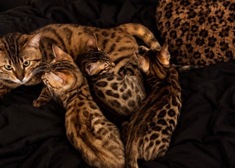 Karmik Katz Bengal cat rosette pattern