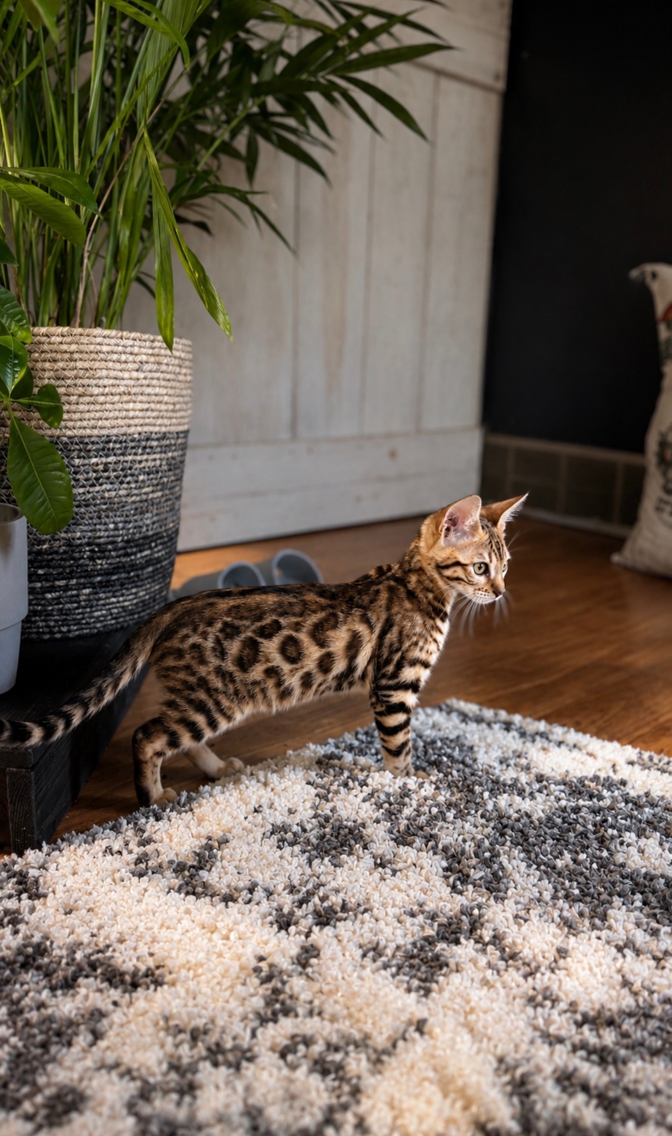 Karmik Katz Bengal cat golden coat